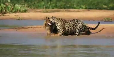 Jaguar erlegt Krokodil