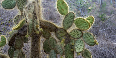 Kaktus Opuntia