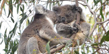 Kangaroo Island erholt sich langsam