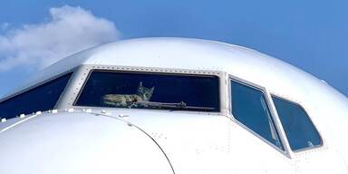 Katze Flugzeug eingeschlossen.jfif
