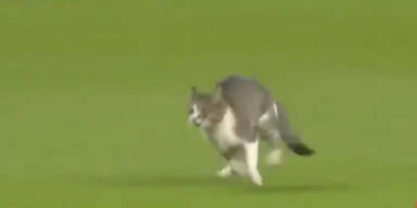 Ballverliebt: Katze stürmt Fußballspiel