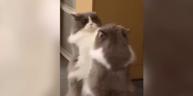 Katze im Spiegel