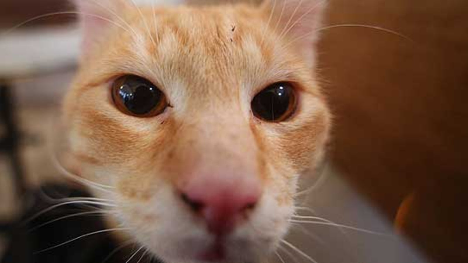 Polizisten überfuhren Katze "zum Einschläfern" oe24.at