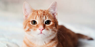 Japan warnt vor chemisch verseuchter Katze