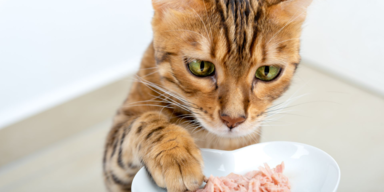 Katzen können selbst kein Taurin produzieren. Sie müssen es durch die Nahrung aufnehmen. 200 mg pro Tag. 