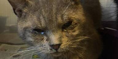 Über 100 verwesende Katzenkadaver entdeckt