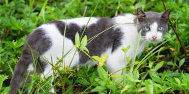 Für Geldpreis: In diesem Land gehen Kinder auf Katzen-Jagd