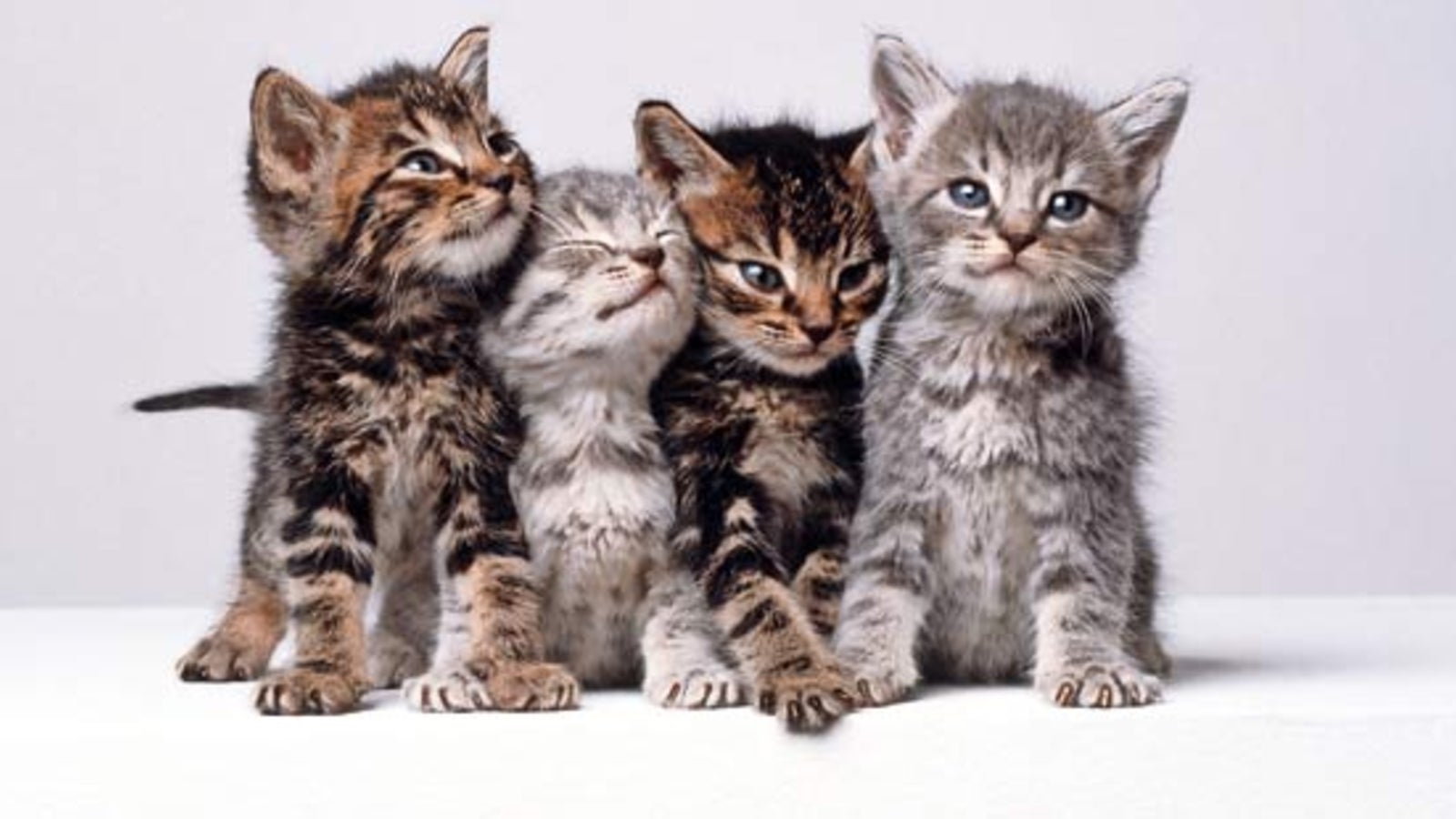  Kommt jetzt Katzensteuer? - oe24.at Bildidee 