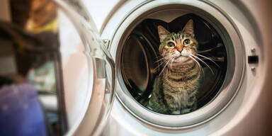 Katze in Waschmaschine: Schülerin (15) verurteilt