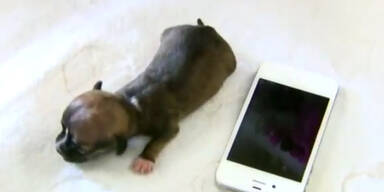 Kleinste Hund der Welt so groß wie iPhone