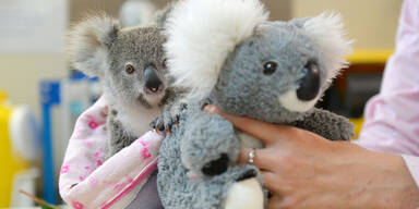 Koala mit Plüschtier