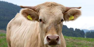 Erneut Verdacht auf Rindertuberkulose