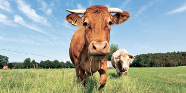 7 % der Amerikaner glauben, dass Schokomilch von braunen Kühen stammt