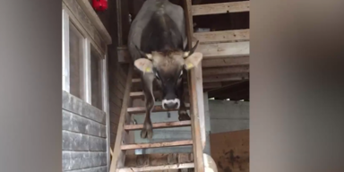 Kuh und Treppe