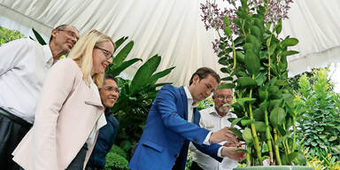 Kurz Orchidee