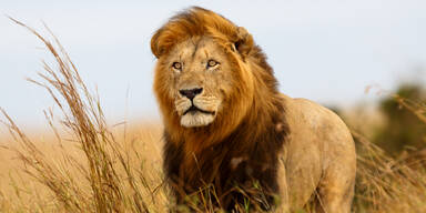 Löwe aus Zoo entlaufen - Hauptstadt im Lockdown