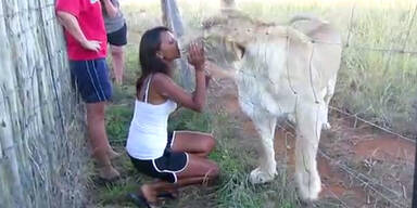 Ausgewachsener Löwe gibt Frau Küsschen