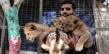 Löwenbabys Gaza Zoo