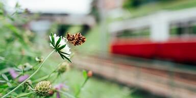 Schmetterling neben Zuggeleisen