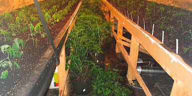734 Cannabis-Pflanzen neben Polizei angebaut