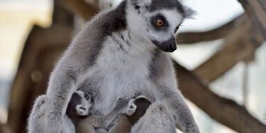 Schönbrunn: So süß sind die Lemuren-Zwillings-Babys