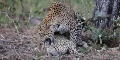 Paarung von Leoparden gefilmt
