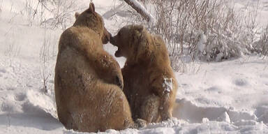 Tierischer Spaß: Bären spielen im Schnee