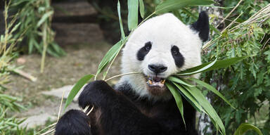 Long Hui Panda