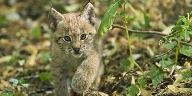 Luchs