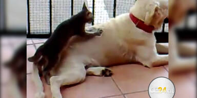 Katze verpasst Hund professionelle Massage