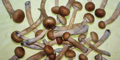 Magic-Mushrooms wuchsen im Körper eines 30-Jährigen