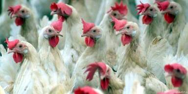 Mehr als 70 Prozent der Hühner haben den Erreger