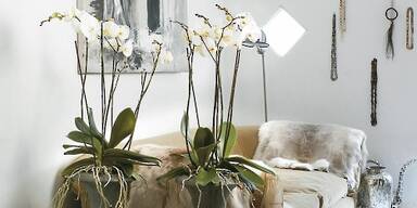 Mit Lufwurzeln nehmen Orchideen Feuchtigkeit auf