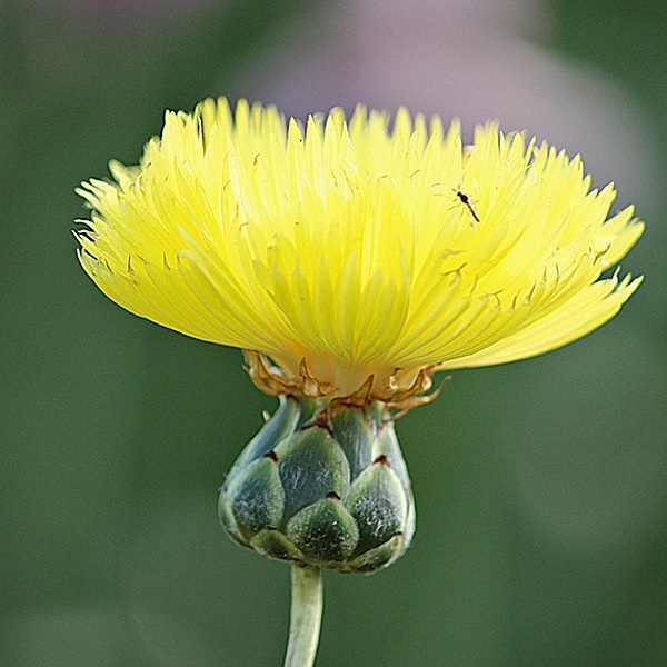 Moschus Flockenblume - Garten-CH - Blüte