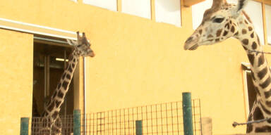 Giraffen werden in Kaserne übersiedelt