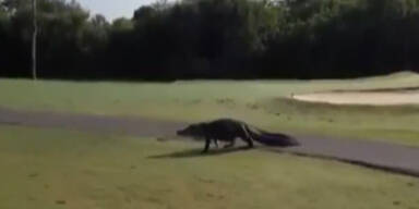 Alligator spaziert über Golfplatz