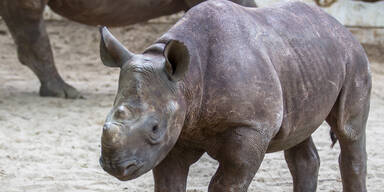 Augsburger Zoo ließ Nashorn-Baby einschläfern