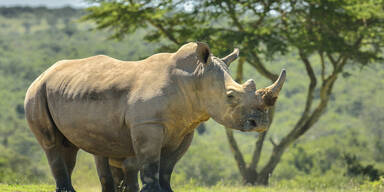 Corona schützte Nashörner - Wilderei und Horn-Schmuggel rückläufig