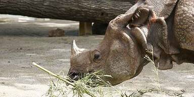 Wilderer sägt Plastik-Rhinozeros das Nashorn ab