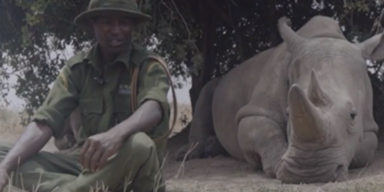 Nashorn stiehlt Show mit Mega-Furz