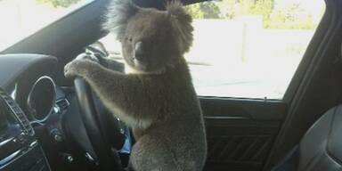 Koala löst Autobahn-Crash in Australien aus