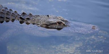 News_TV_160616_Alligator2Jaehriger.Standbild001.jpg