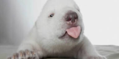 Eisbär Siku öffnet zum ersten Mal die Augen