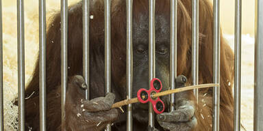 Orangutan Fidget Spinner