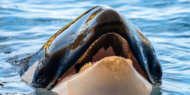 SeaWorld Orca starb, weil er von anderen Tieren 'gemobbt' wurde
