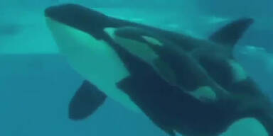 Orca-Walbaby in Sea World geboren