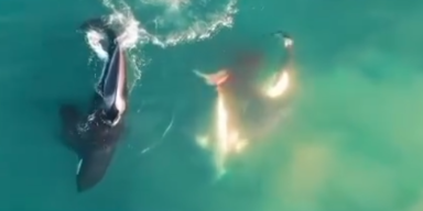 Orca und Weißer Hai