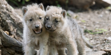Zoo Schönbrunn: Vierfacher Nachwuchs bei den Arktischen Wölfen