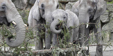 Zoo: Christbaum-Frühstück für Elefanten
