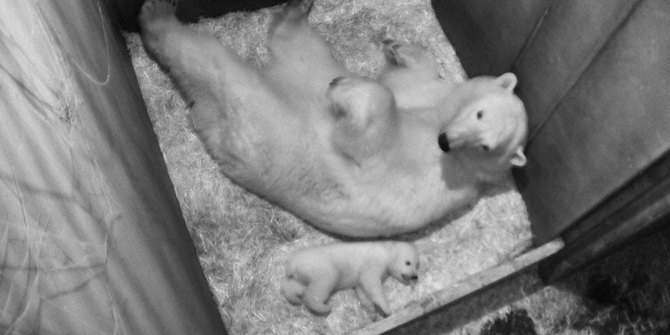 Eisbär